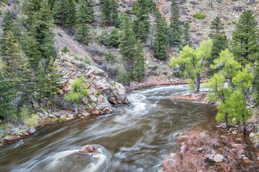 Cache la Poudre River at Big Narrows west of  Fort Collins in northern Colorado - springtime scenery with a snow melt run off