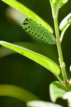 Caterpillar of a Papilio Macaone on green branch