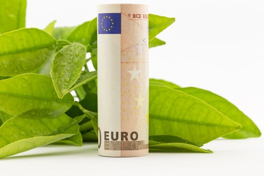 Euro currency placed with green leaves on white background.  Fresh beginnings, a new season, recovery, and a sense of renewal are suggested by color and seasonal metaphors. 