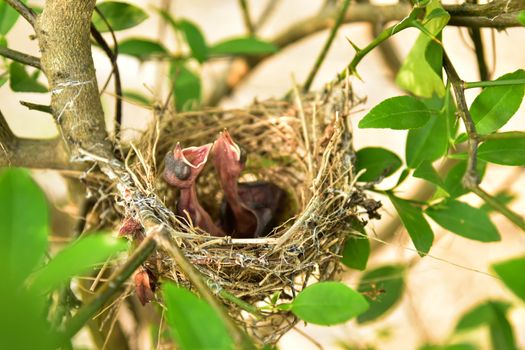 Nest of birds with small babies.