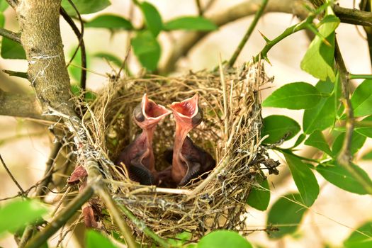 Nest of birds with small babies.