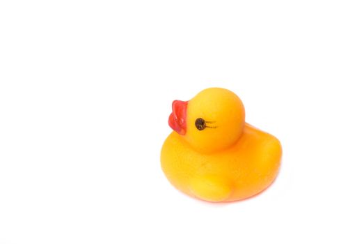 Yellow rubber duck on White Background