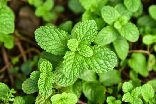 Pepper mint in vegetable garden