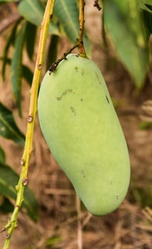 Close up of mangoe on a mango tree