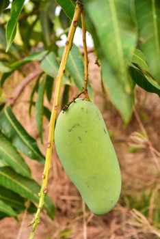 Close up of mangoe on a mango tree