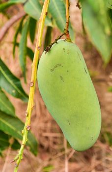 Close up of mangoe on a mango tree