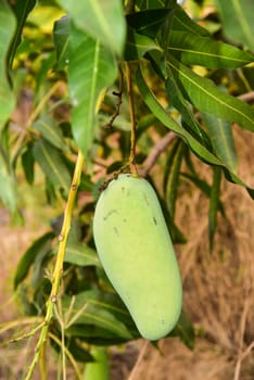 Close up of mangoe on a mango tree