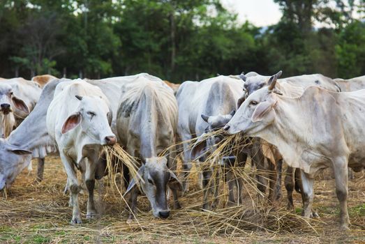 Cow grazing in a farm