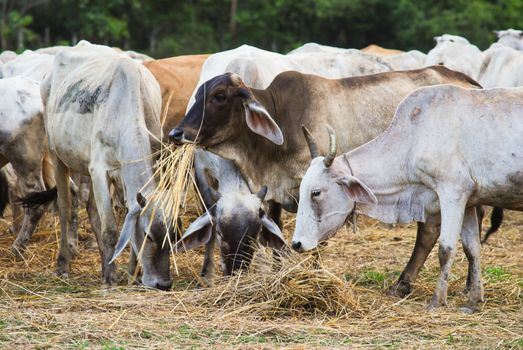 Cow grazing in a farm