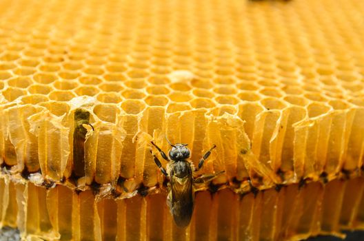 Bee in a beehive on honeycomb