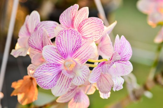 Beautiful purple orchid