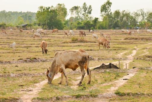 cows on meadow