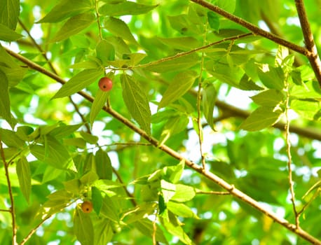 Muntingia calabura. Asian cherry fruit