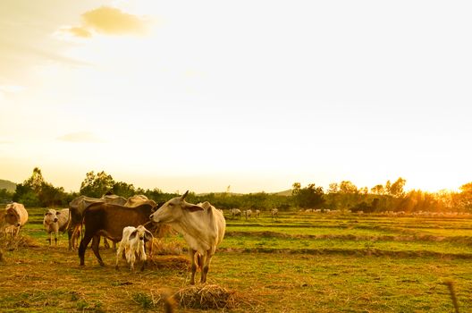 Cow grazing in a sunset meadow in Thailand.