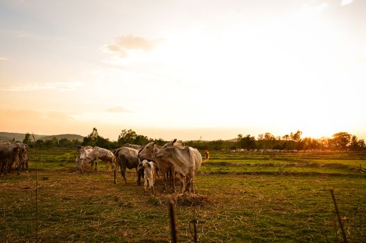 Cow grazing in a sunset meadow in Thailand.