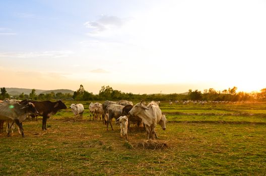 Cow grazing in a sunset meadow in Thailand.