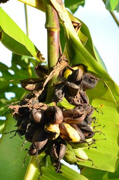 rotten bananas