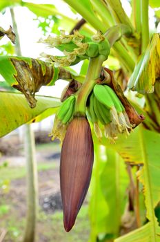 Banana flower with fruits