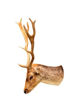 Deer head isolated on white background