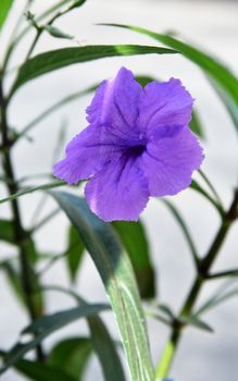 Beautiful Violet Flowers