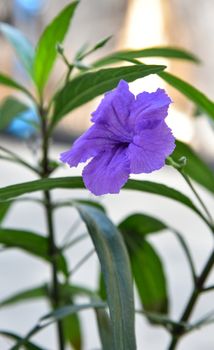 Beautiful Violet Flowers