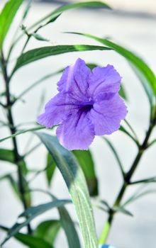 Beautiful Violet Flowers