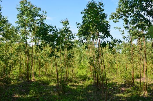 The Plantation of Eucalyptus for paper industry with blue sky