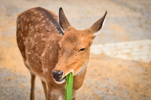 Girl feeding  young deer