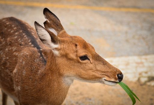 Girl feeding  young deer