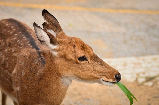 Girl feeding  young deer