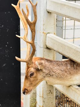 Deer in cage in zoo