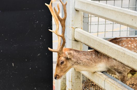 Deer in cage in zoo