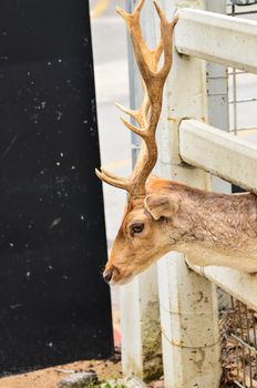 Deer in cage in zoo