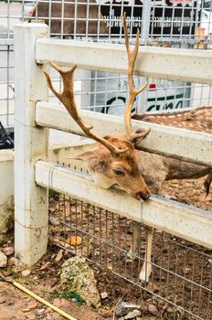 Deer in cage in zoo