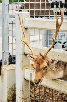 Deer in cage in zoo