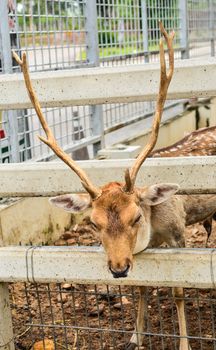 Deer in cage in zoo