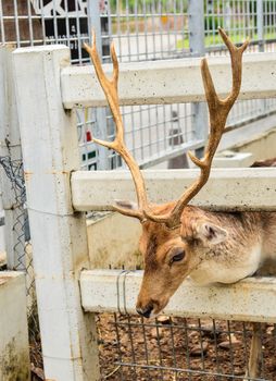 Deer in cage in zoo