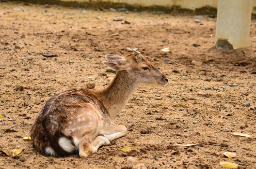 Young deer