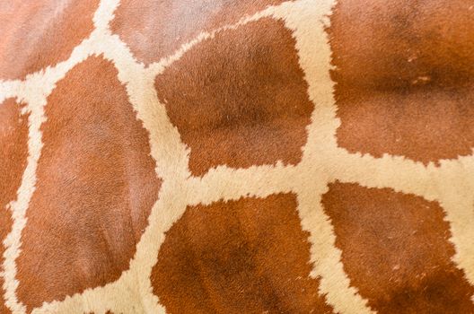 Genuine leather animal, skin of Giraffe