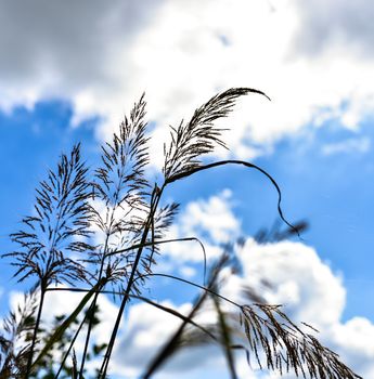 Meadow grass in back light of sun