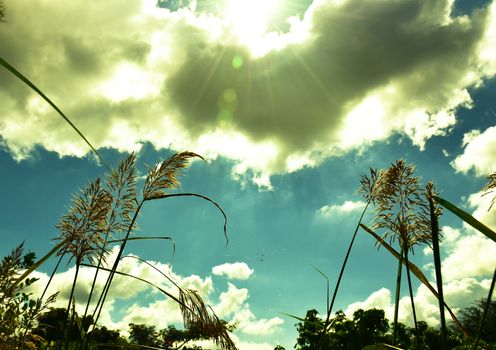 Meadow grass in back light of sun