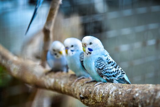 Budgies in a cage
