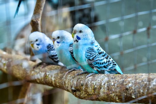 Budgies in a cage