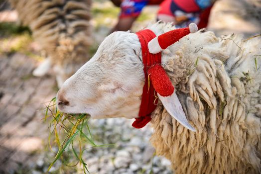 Lamb on pasture