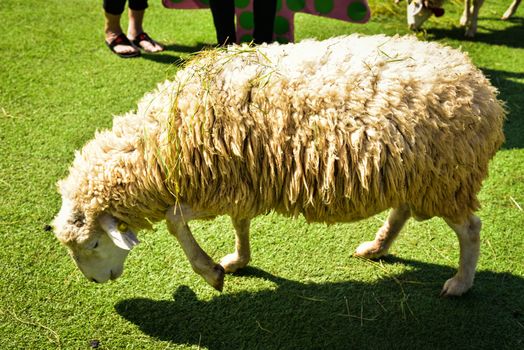 Lamb on pasture