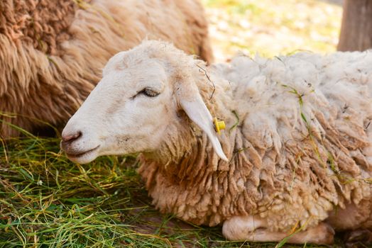 Sheep lying against grass