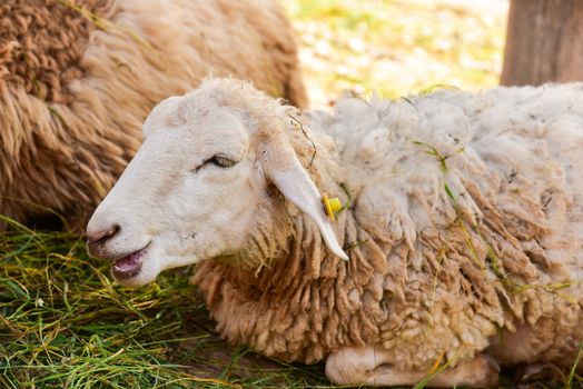 Sheep lying against grass