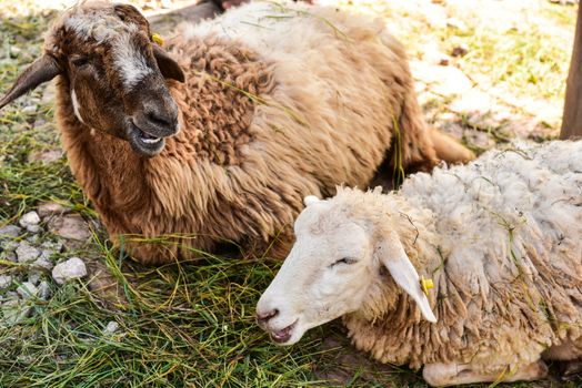 Sheep lying against grass