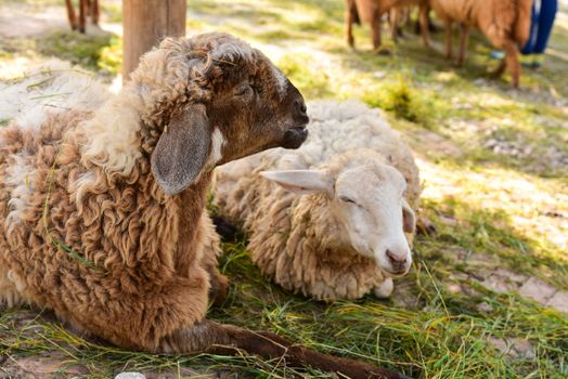Sheep lying against grass