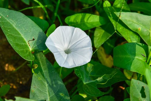 Morning glory flower